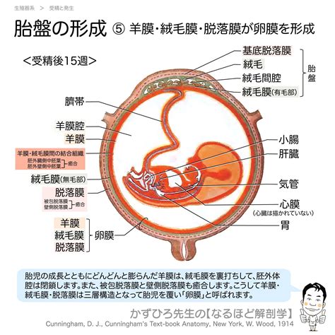 胎盤形成出血|【医師監修】妊娠中に出血を伴う症状、絨毛膜下血腫。